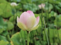 -墨尔本皇家植物园