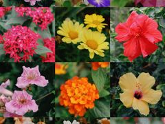 -深圳国际园林花卉博览园