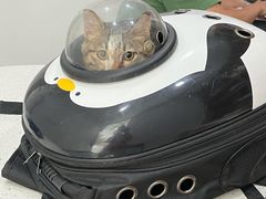 -艾贝尔宠物医院·24H转诊中心·肿瘤猫专科(江宁双龙店)
