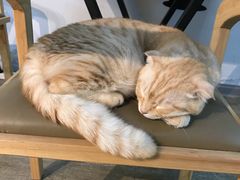 -猫咪咖啡·猫咖(万达广场店)