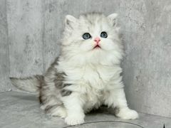 -小猫来了·猫舍(红山六九七九店)