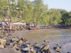 -宝安西湾红树林湿地公园