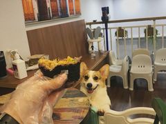 -柯斗斗主题餐厅·狗咖·围炉煮茶·茶饮(国瑞升平里店)