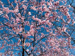 -桃花堤公园