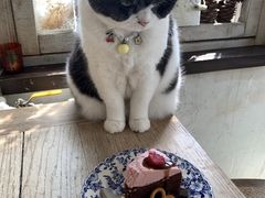 -海边的猫和咖啡馆