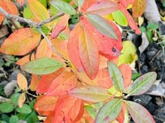 -黑龙江省森林植物园