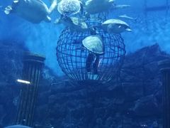 -芜湖新华联大白鲸海洋公园