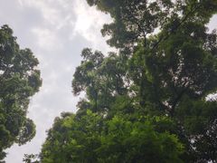 -凤栖山