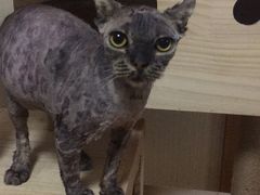 -纳吉亚猫专科动物医院博雅分院