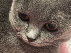 -三花喵·撸猫购宠·宠物生活馆(虹桥南丰城店)