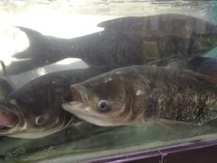 -全乐鱼馆·淳牌有机鱼直营店