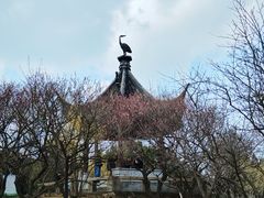 -香雪海