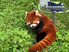 -灵玲国际马戏城