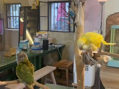 -深圳鸟咖鹦花岛