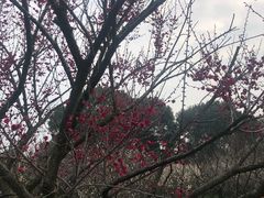 -香雪海