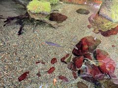 -大阪海游馆