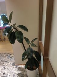 -北京漾格医疗美容医院