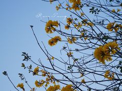 -深圳湾公园(南山区)