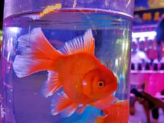 -华声天桥民俗文化园