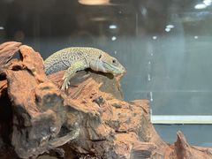 -酷以爬仙阁实体爬宠店·守宫·蜥蜴·专业繁育