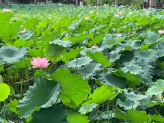 -四川大学(华西校区)