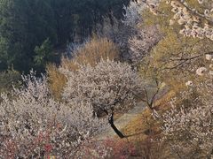 -北京西山国家森林公园