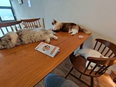 -猫小主咖啡·猫咖cat cafe(福田店)