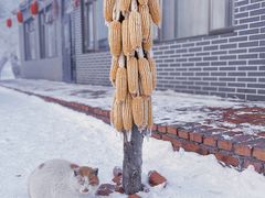 -雾凇岛