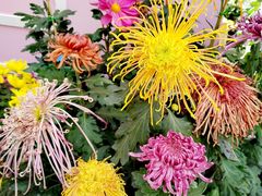 -上海共青森林公园