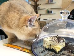 -飞行喵MR PILOT|猫舍·猫咖(静安大融城店)