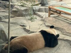 -武汉动物园