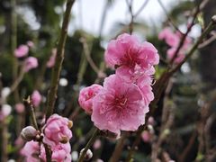 -桃花涧