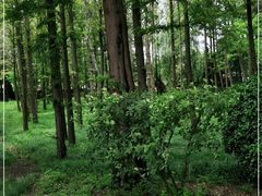 -日照海滨国家森林公园