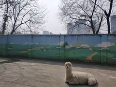 -成都动物园