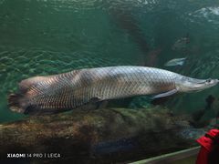 -上海海洋水族馆