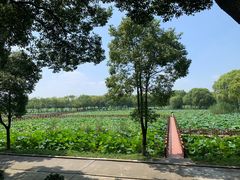 -洪湖生态旅游区