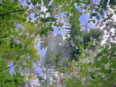 -深圳国际园林花卉博览园