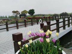 -上海鲜花港