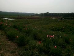 -北纬44度·金珠花海休闲农业旅游景区