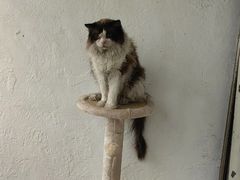 -纳吉亚猫专科动物诊疗中心(蒋宅口分院)