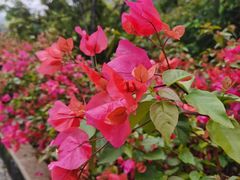 -广州市流溪河国家森林公园