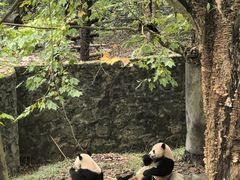 -都江堰中华大熊猫苑