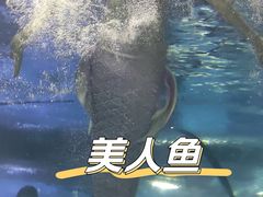 -重庆欢乐海底世界