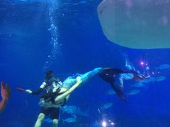 -烟台海昌鲸鲨海洋公园