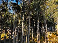 -玉苍山国家森林公园