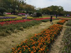 -杭州湾海上花田景区