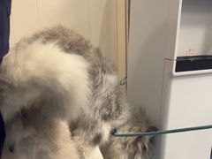 -顺强宠物诊所·狂犬免疫·夜诊·骨科(嘉定店)