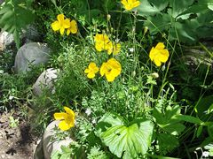 -白草畔自然风景区