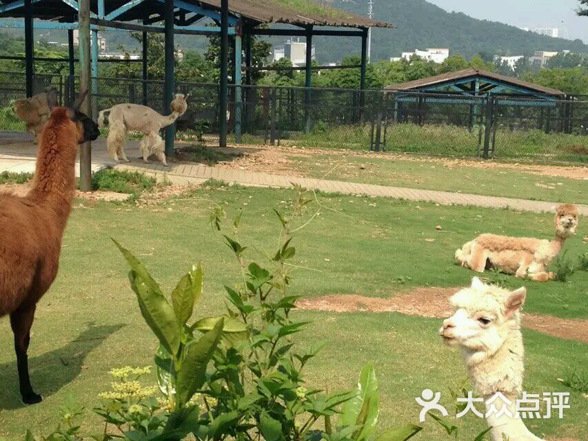 無錫動物園·太湖歡樂園圖片 - 第2547張