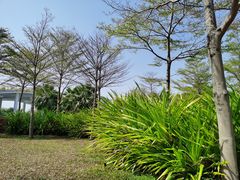 -福田红树林生态公园